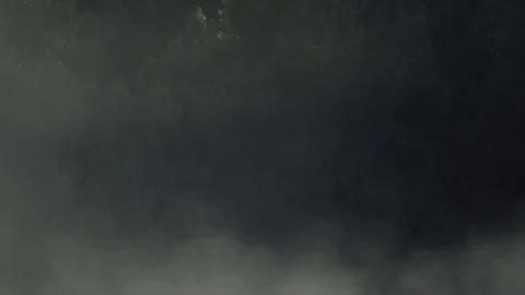 Forest covered in fog Stock Footage 93781680