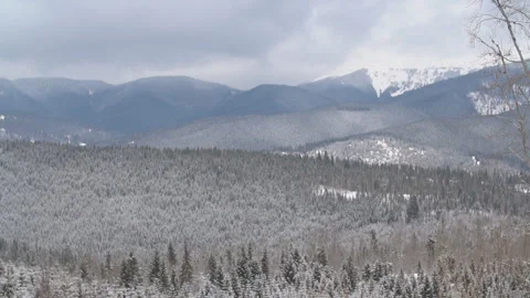 Forest covered with frost Stock Footage 129077011
