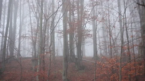 Forest covered in mist Stock Footage 144356955
