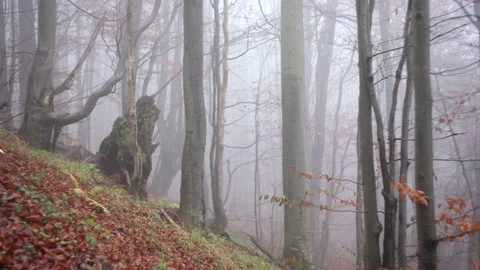Forest covered in mist Video stock 144356980