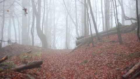 Forest covered in mist Stockbeeldmateriaal 144357003