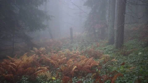 Forest covered in mist Stock-Footage 144357053