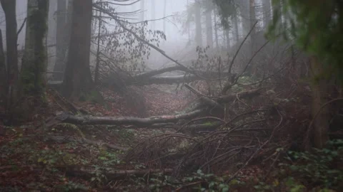 Forest covered in mist Stock-Footage 144357081