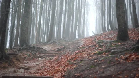 Forest covered in mist. 스톡 동영상 144955090
