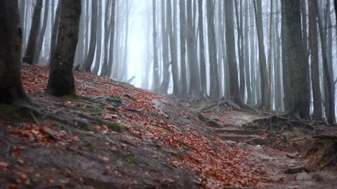 Forest covered in mist. Vídeo Stock 144955150