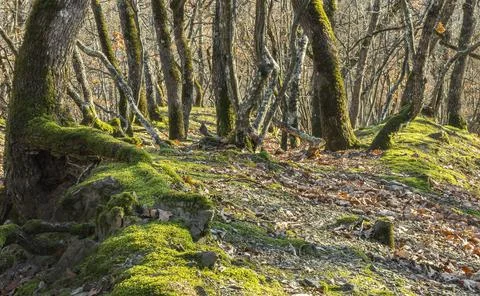 A forest covered with moss Stock Photos