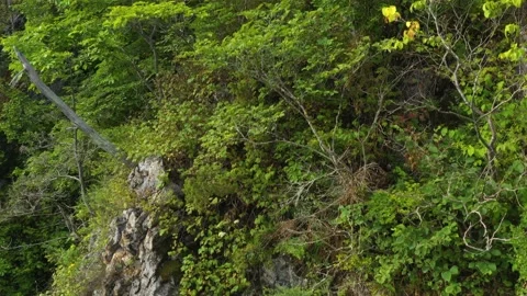 Forest covered mountain slopes. Stock Footage 159537596