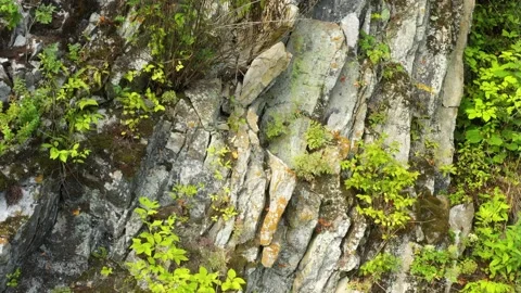 Forest covered mountain slopes. Stock Footage 159952710