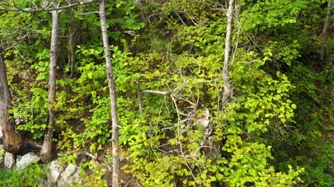 Forest covered mountain slopes. Stock Footage 164518352