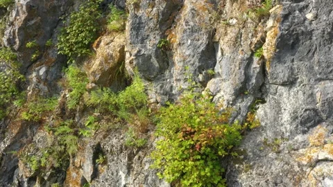 Forest covered mountain slopes. Stock Footage 164653049