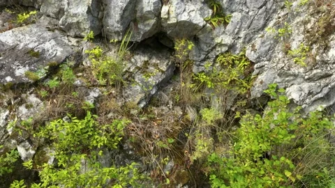 Forest covered mountain slopes. Stock Footage 164654168