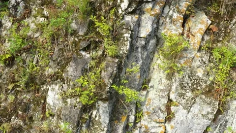 Forest covered mountain slopes. Stock Footage 165029883