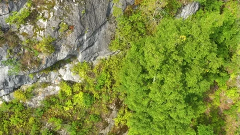 Forest covered mountain slopes. Stock Footage 165367852