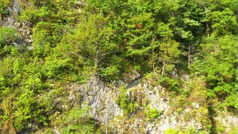 Forest covered mountain slopes. Stock Footage 165526943