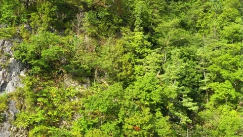 Forest covered mountain slopes. Stock Footage 165914146