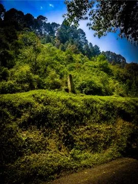 Forest covered by mountains Stock Photos