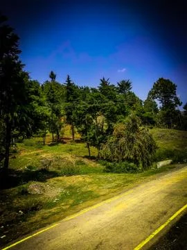 Forest covered by mountains Stock Photos
