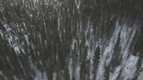 A forest covered in snow and trees covered in snow with a few patches of snow Stock Footage 195473905