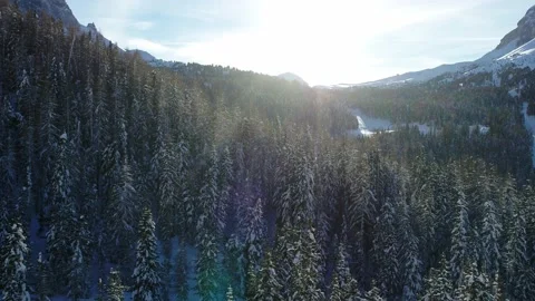 Forest covered in Snow in Back light. Flying over Trees in Winter in the Alps Stock Footage 150074584