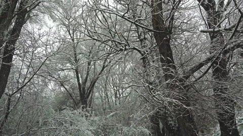 Forest covered in snow with a bridge spanning a stream of hot sulphurous water. Stock Footage 148742085