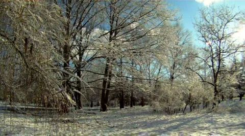 Forest covered with snow Stock Footage 835302