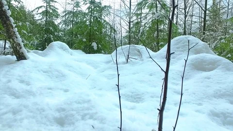 Forest covered with snow Stock Footage 72167455