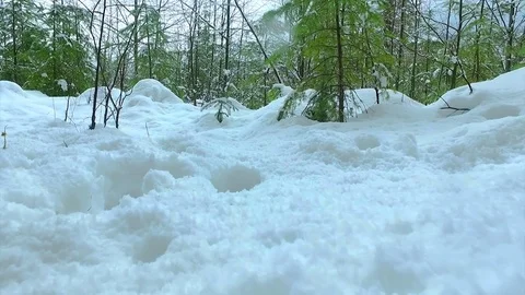 Forest covered with snow Stock Footage 72167493