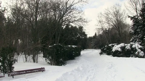 Forest covered with snow 库存影片 127131159