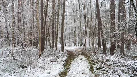 Forest covered with snow	 Stock Footage 146134488