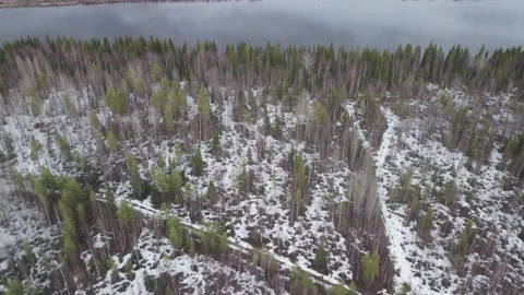 A forest covered in snow next to a forest filled with trees and bushes. Stock Footage 195550686