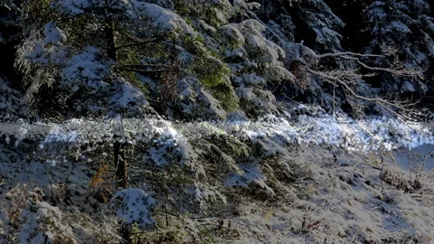A forest covered with snow with particles snow animation Video stock 144076837
