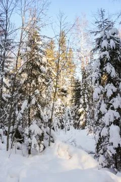 The forest is covered with snow. 库存照片