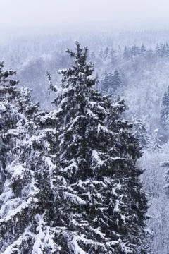Forest covered with snow Stock Photos