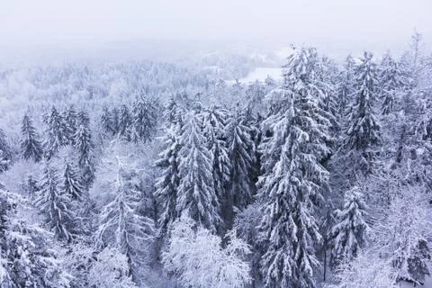 Forest covered with snow Stock Photos