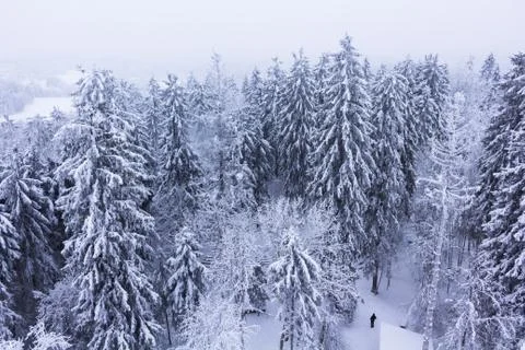 Forest covered with snow Stock Photos