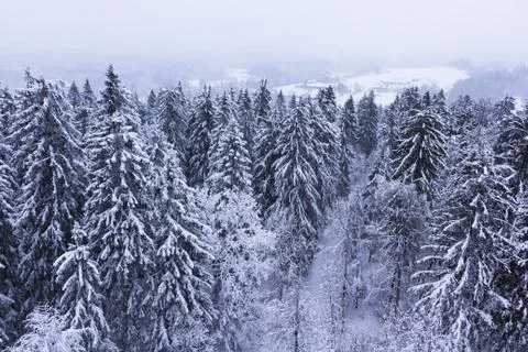 Forest covered with snow Stock Photos