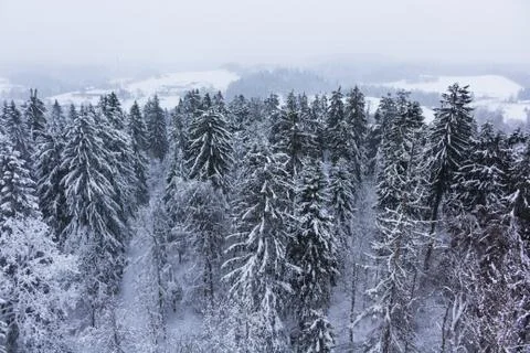 Forest covered with snow Stock Photos