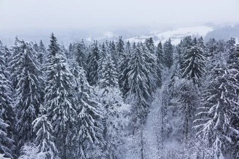 Forest covered with snow Stock Photos