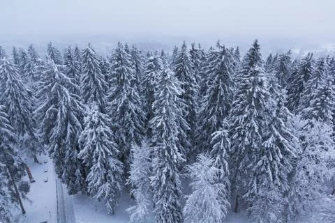 Forest covered with snow Stock Photos