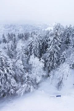 Forest covered with snow Foto stock