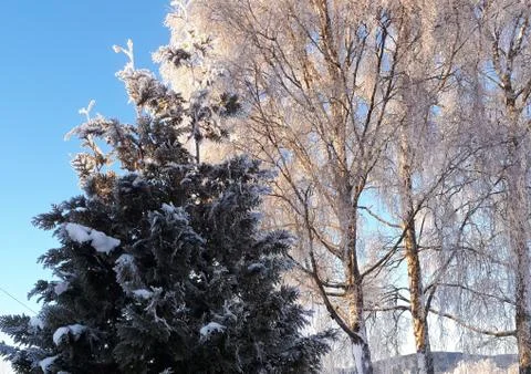The forest is covered with snow Stock Photos