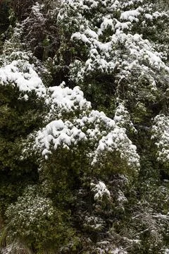 Forest covered with snow Stock Photos