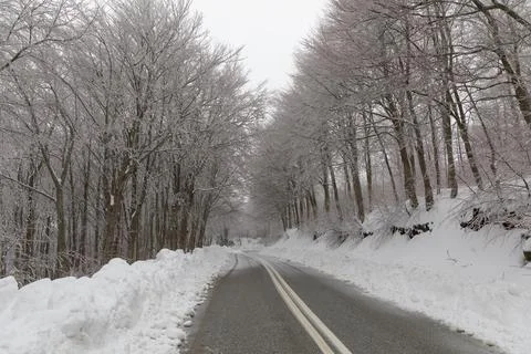 Forest covered with snow Stock Photos
