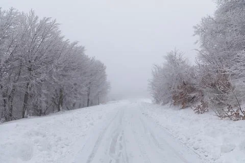 Forest covered with snow Stock Photos