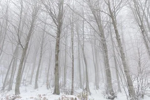 Forest covered with snow Stock Photos