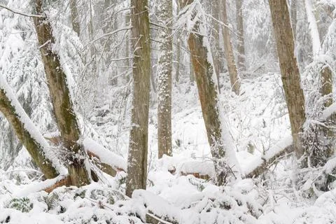 A forest covered in snow Stock Photos