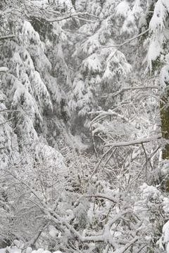 A forest covered in snow Foto stock