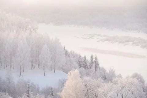Forest covered with snow Stock Photos