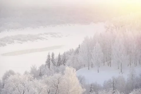Forest covered with snow Stock Photos