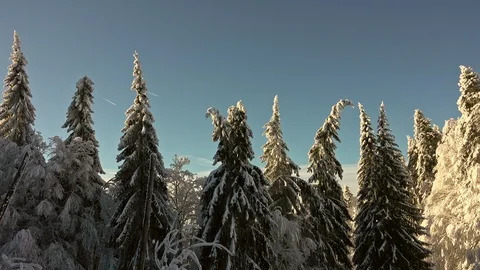 Forest Covered by Snow in Winter Landscape Stock Footage 100823191